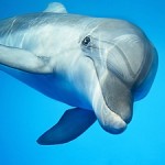 Dolphin Totem