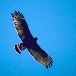 hawk totem
