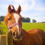 horse totem