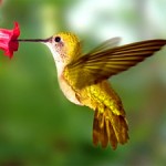 hummingbird totem