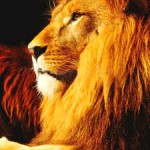 Lion Totem Animal