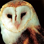 owl totem