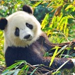Panda Totem