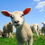 sheep totem
