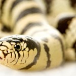snake totem