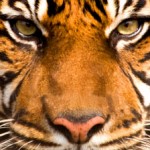 tiger totem