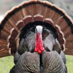 Turkey Totem