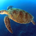 Turtle Totem