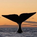 Whale Spirit Animal