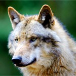 wolf totem