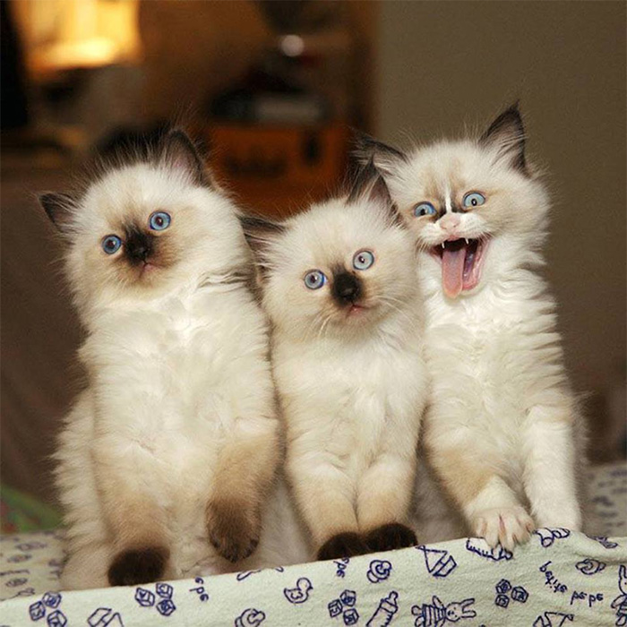happy pictures