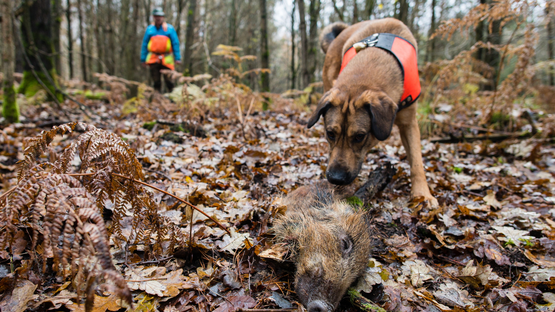 Ein Hund spürt ein totes Wildschwein auf