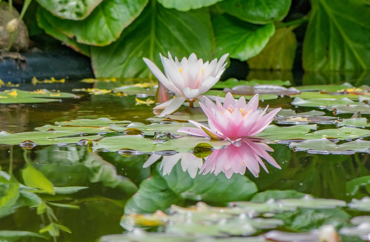 DIY Teich anlegen