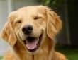 dog happy and healthy