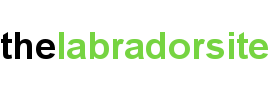 Image with missing alt attribute found on thelabradorsite.com