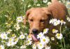 four month old foxred lab puppy Bella