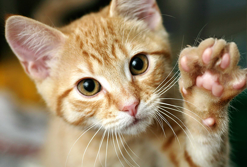 Weird Things You Didn&rsquo;t Know Your Cat Could Do