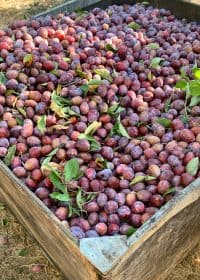 Square photo of a barrel of plums before they get dried