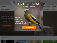 Desktop screenshot for allaboutbirds.org
