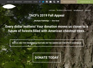 How acf.org looks like on a tablet such as an iPad.