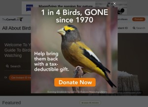 How allaboutbirds.org looks like on a tablet such as an iPad.