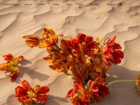 Desktop screenshot for fineblooms.ae