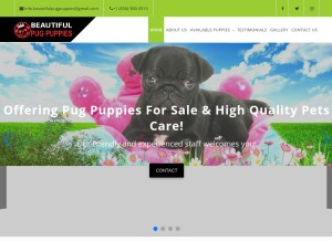 How beautifulpugpuppies.com looks like on a tablet such as an iPad.