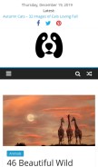 How fallinpets.com looks like on a mobile device such as an iPhone.