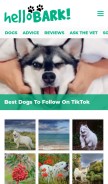 How hellobark.com looks like on a mobile device such as an iPhone.