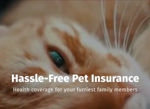 How petfirst.com looks like on a tablet such as an iPad.