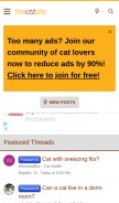 How thecatsite.com looks like on a mobile device such as an iPhone.