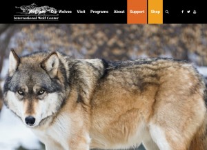 How wolf.org looks like on a tablet such as an iPad.